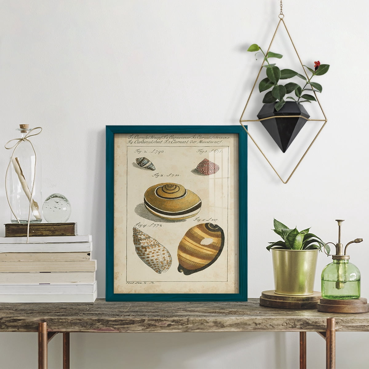 Vintage Shell Study IV -Framed Print w/glass-Ocean Blue