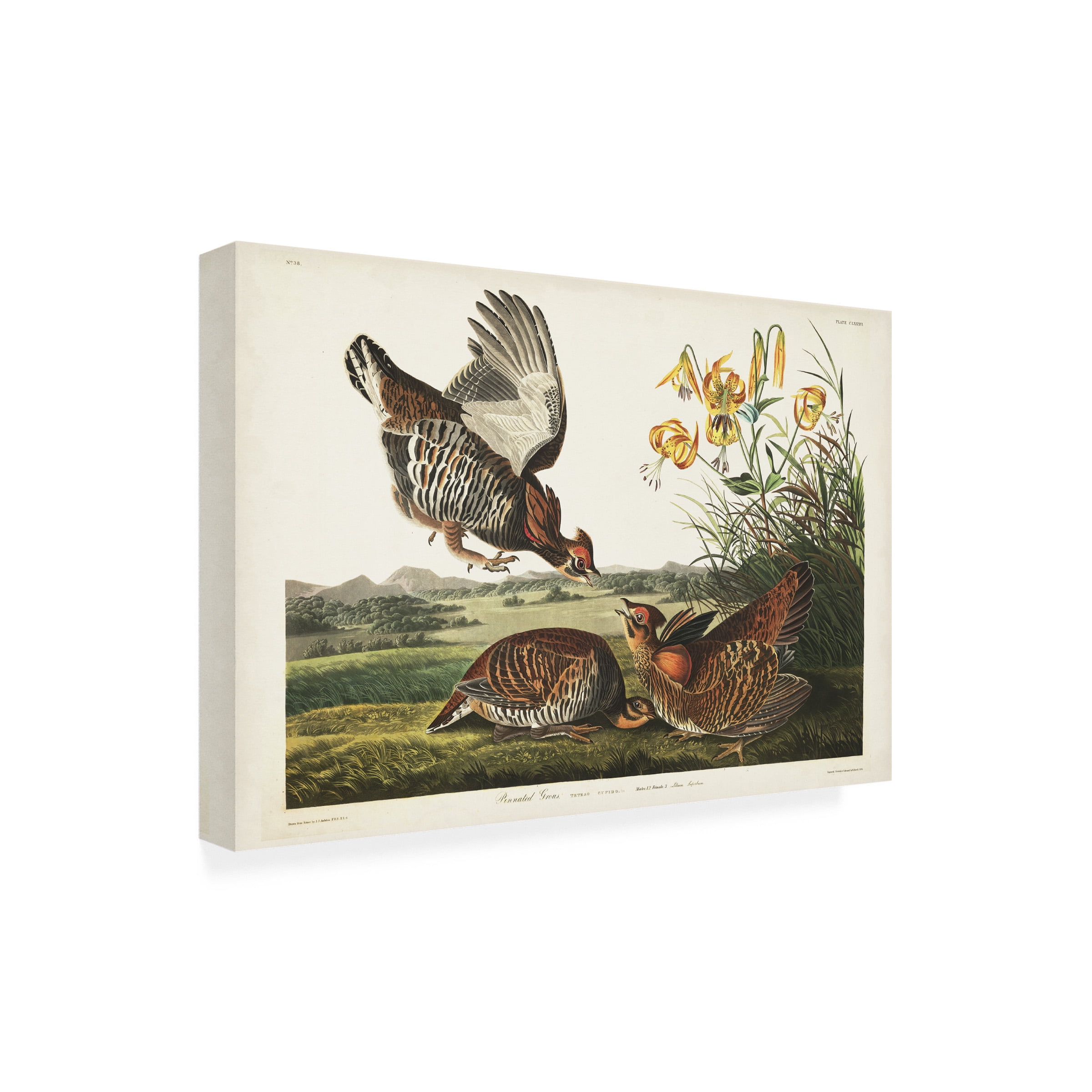 John James Audubon 'Pinnated Grouse' Canvas Art