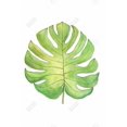 thumbnail image 3 of Tropical leaf - 24"x36" canvas - Print on demand, 3 of 5