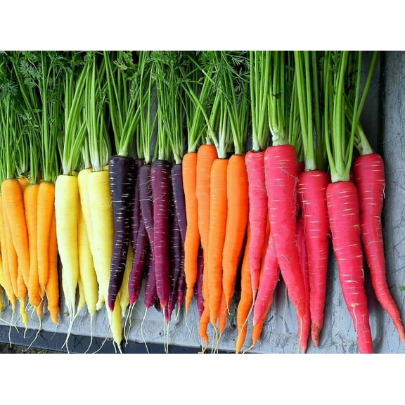 Rare Rainbow Carrot Seeds 20 Seeds Colorful Unique Organic Carrot Seeds