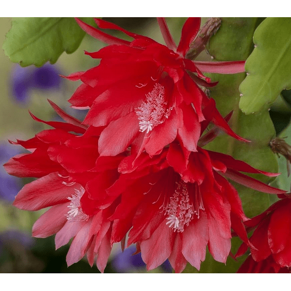 Red Epiphyllum Plant Live, Epiphyllum Orchid Cactus Plant, Epiphyllum Rooted in 10 Inch Long