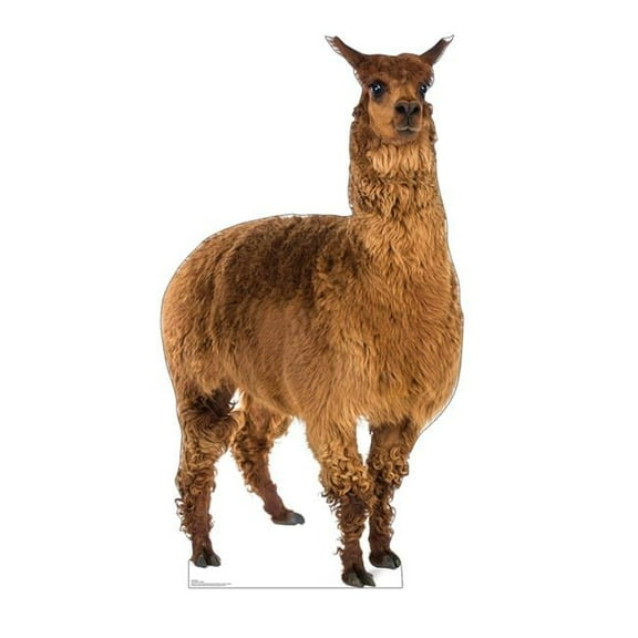 Advanced Graphics  72 x 40 in. Llama Cardboard Cutout