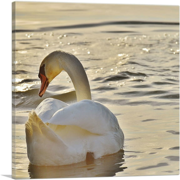 ARTCANVAS Swan In Lake Home Decor Square Canvas Art Print - Size: 18" x 18" (0.75" Deep)