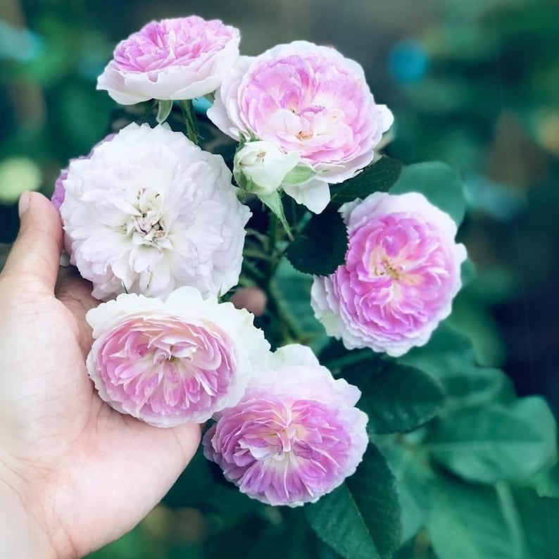 30 Blue Moonstone Rose Seeds - Perennial Flowering Non- Heirloom Roses for Spring to Fall Blooms