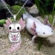 thumbnail image 5 of Collar y Dije de Animales AxolotlNeck09 1Pza Ajolote/Corazón Plata/Rosa Metal Cadena y Dije., 5 of 5
