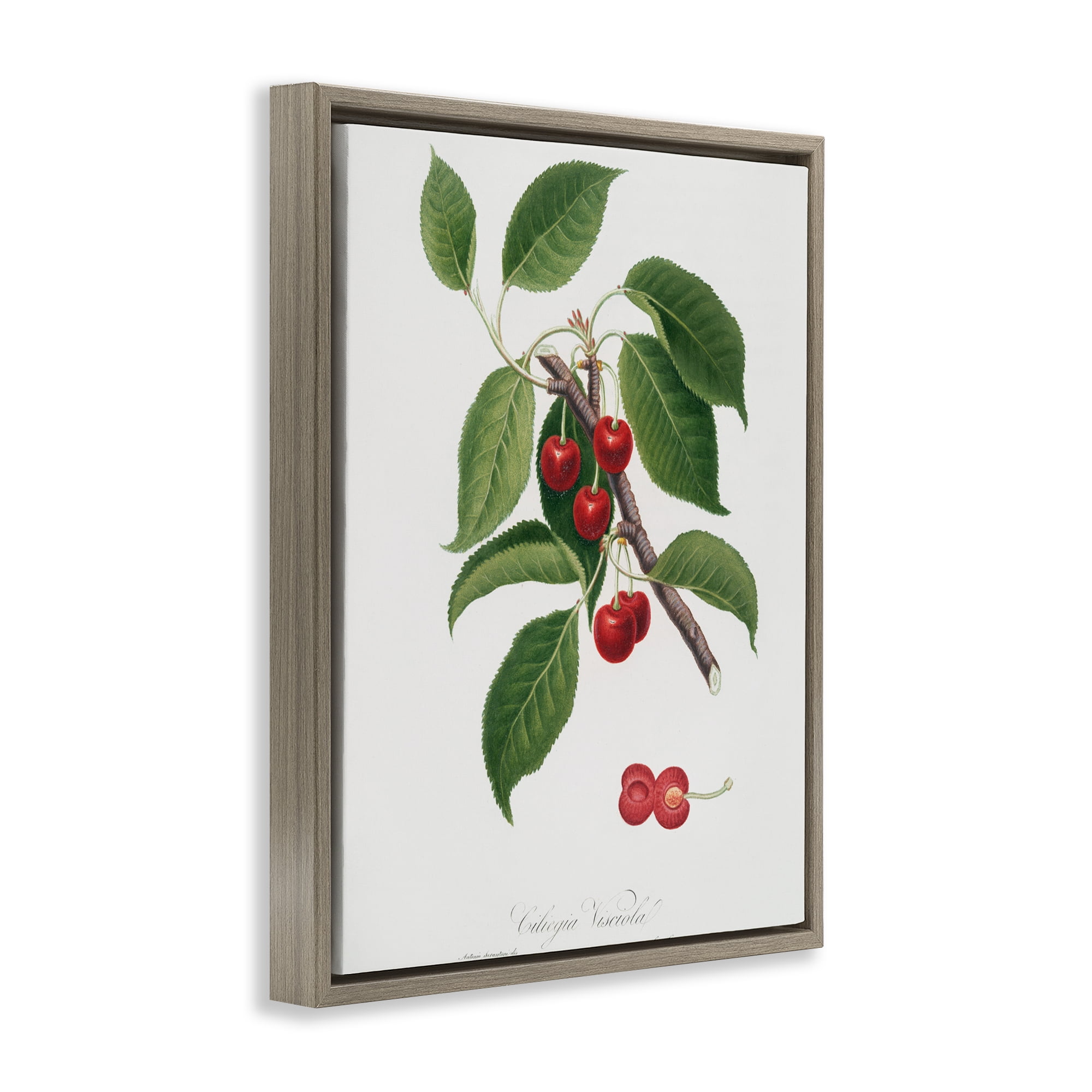 Latin Study of Cherry Plant Brown Framed Floater Canvas Wall Art, design by Lettered and Lined