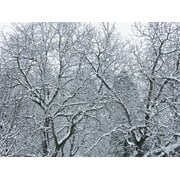 Snowy Snow Frost Frozen Tree Winter Nature-20 Inch By 30 Inch Laminated Poster With Bright Colors And Vivid Imagery-Fits Perfectly In Many Attractive Frames