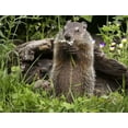 thumbnail image 2 of Kaveney, Wendy 32x25 White Modern Wood Framed Museum Art Print Titled - Minnesota, Sandstone Groundhog eating a flower, 2 of 4