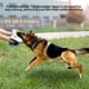 thumbnail image 3 of Billuyoard Funda para morder para perros, accesorios para herramientas, entrenamiento profesional, Protector corporal, mangas para brazos, Suministros para perros, 3 of 6