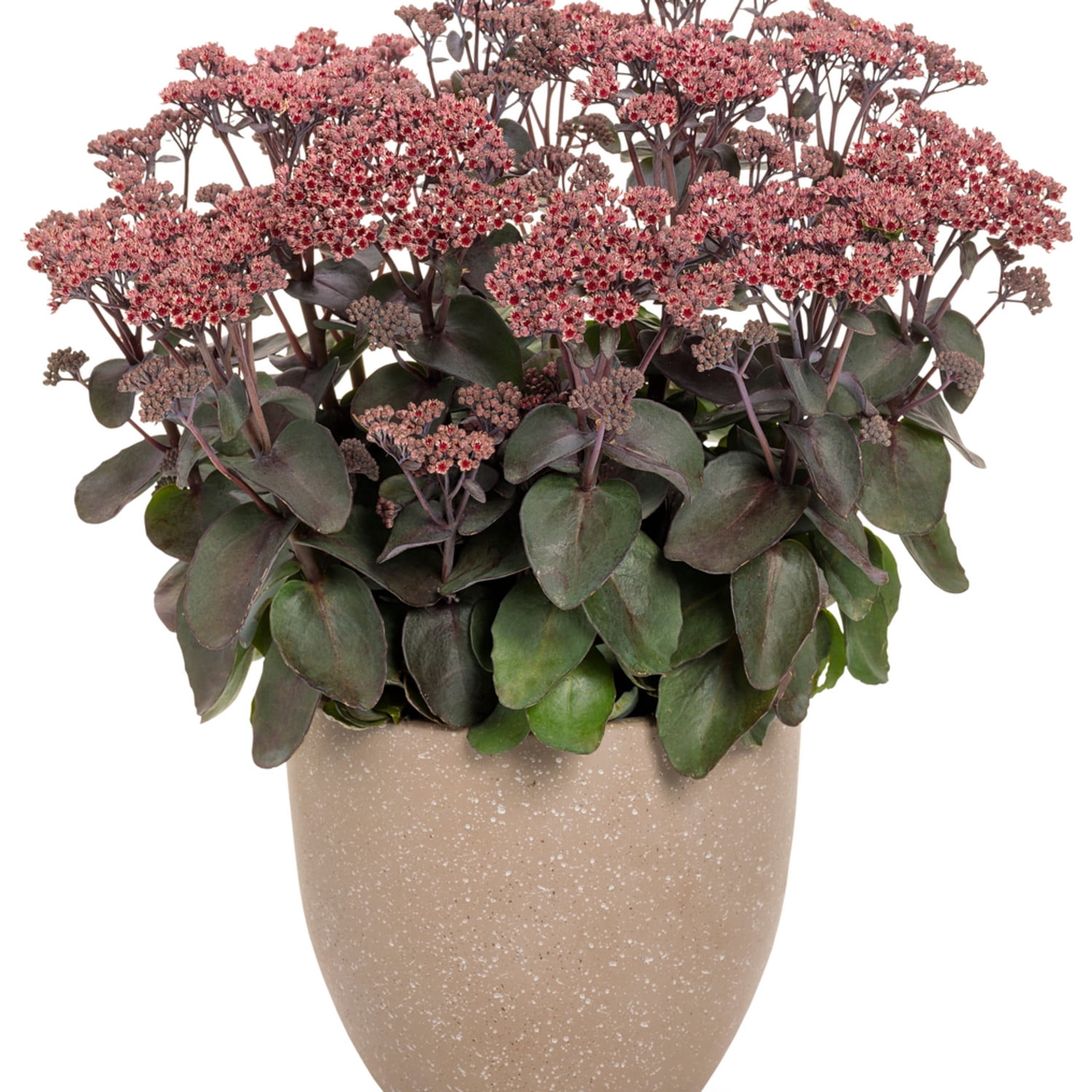 Proven Winners 6" Red Rock 'N Grow 'Back in Black' Stonecrop Live Plant in 6.5" Pot