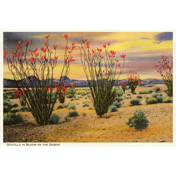 Art.com Ocotillo Blooming in Desert Art Print, 18" x 12"