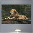 thumbnail image 1 of Wallhogs Lion Resting Glossy Wall Mural, 1 of 2
