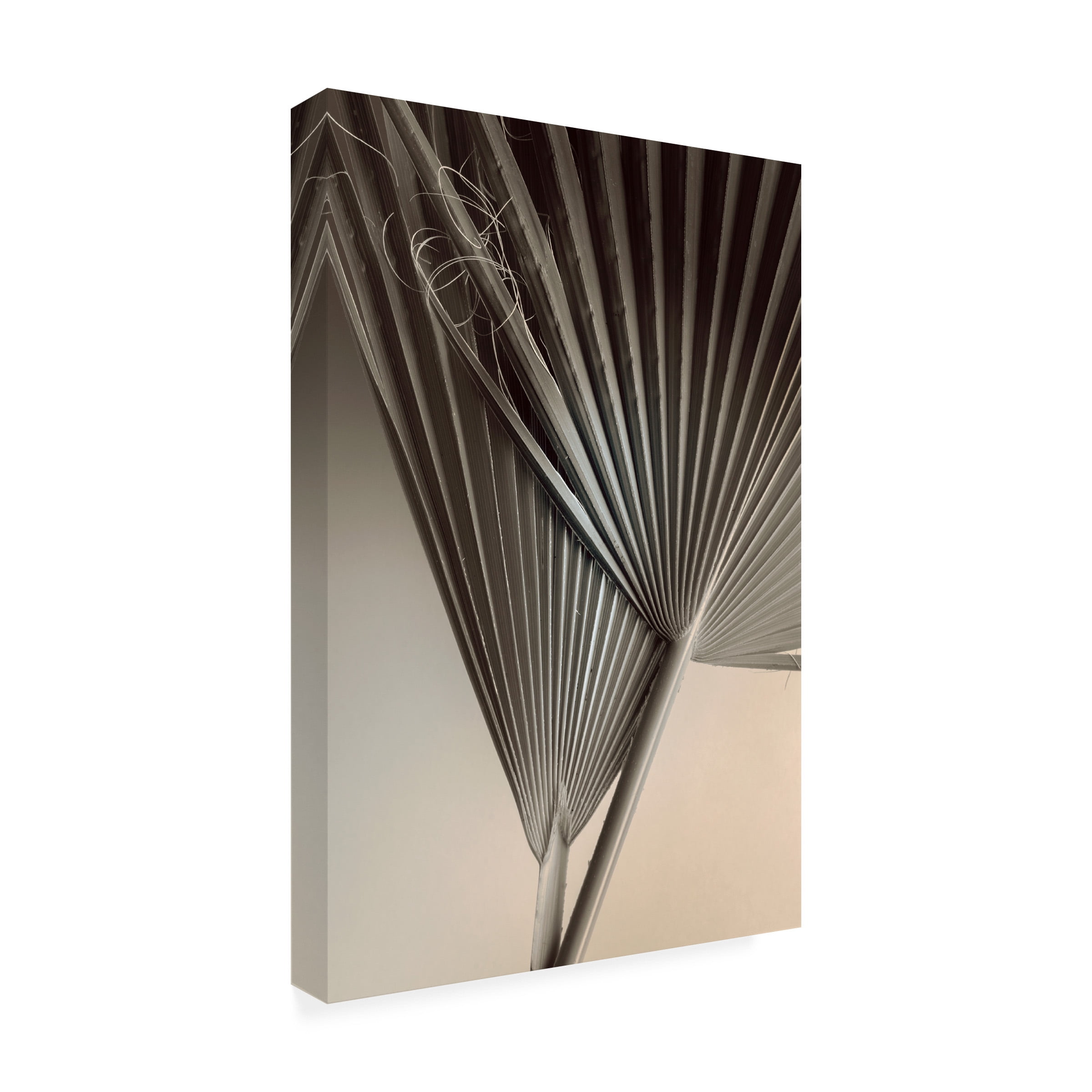 Ian Winstanley 'Fan Detail 8' Canvas Art