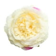 thumbnail image 4 of 10 Piezas Artificiales Rosas Cabezas Flores Casas Decoraciónes Casamieto champán, 4 of 5