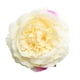 thumbnail image 4 of 10x Cabezas de Flores de Rosas Artificiales para de Muñeca - Multi, tal se describe champán BLESIY Cabezas de flor de seda artificial, 4 of 5