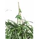 thumbnail image 4 of Cesta colgante con forma de araña casi natural con plantas artificiales, color verde, 4 of 4