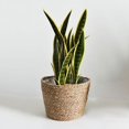 thumbnail image 2 of Panier Seagrass Seagrass Seagrass Seagrass Seagrass Seagrass Seagrass Seagrass Seagrass Seagrass Seagrass Seagrass Seagrass Seagrass Seagrass Seagrass Seagrass Seagra Stylé, 2 of 6