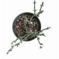 thumbnail image 2 of Ruschia Uncinata 'Doringvygie' Succulent Live Plant 2 Inch for Indoor Outdoor Home Office Garden Decor, 2 of 6