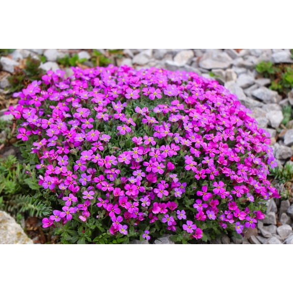 150 SPRING CHARM ROCKCRESS Rose Rock Cress Arabis Arendsii Flower Mix Seeds