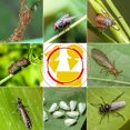thumbnail image 3 of 30 Uds trampas para insectos trampas adhesivas pegatinas de pegamento de doble cara atrapamoscas amarillos impermeables pulgones blancos para plantas de jardín flores y frutas JM, 3 of 5