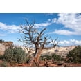 thumbnail image 2 of Davidson, Janell 18x13 Black Ornate Wood Framed with Double Matting Museum Art Print Titled - USA-Utah-Capitol Reef National Park Dead juniper tree, 2 of 4