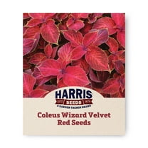 Harris Seeds - Coleus Seeds - Wizard Velvet Red Variety Seeds - Non-GMO - 500 Seeds