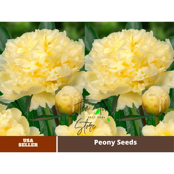 10  Seeds| Goldilocks Peony Flower Seeds for planting in the garden- perennial plant #B027 | Buy 3 Get 1 Free |