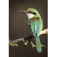 thumbnail image 2 of Williams, Joanne 14x18 Black Ornate Wood Framed with Double Matting Museum Art Print Titled - Kenya Somali bee-eater bird on limb, 2 of 4