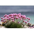 thumbnail image 6 of Seedville 50 Sea Thrift Flower Seeds, Native Maritime Flower, 6 of 11