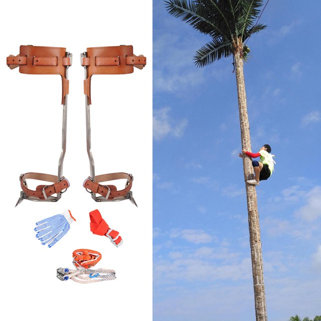 Seguridad Escalada de árboles Cinturón de material cuero Herramienta de espolón de material acero inoxidable Adecuado para registro de gran altitud Recolección de Completo cuero 2Gear B Baoblaze Espiga trepadora de árboles