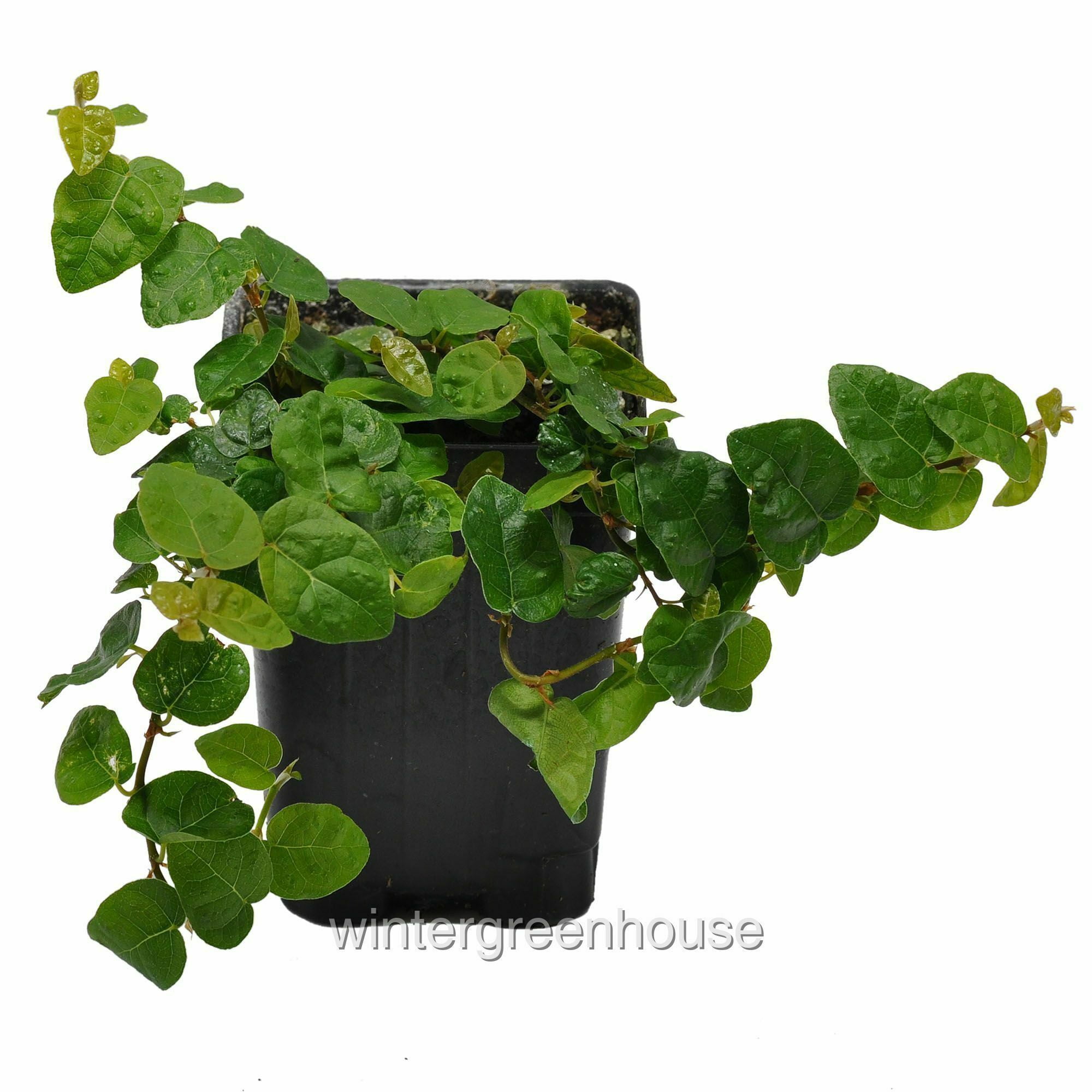 ficus pumila, creeping fig vine - pot size: 3" (2.6x3.5") - plants