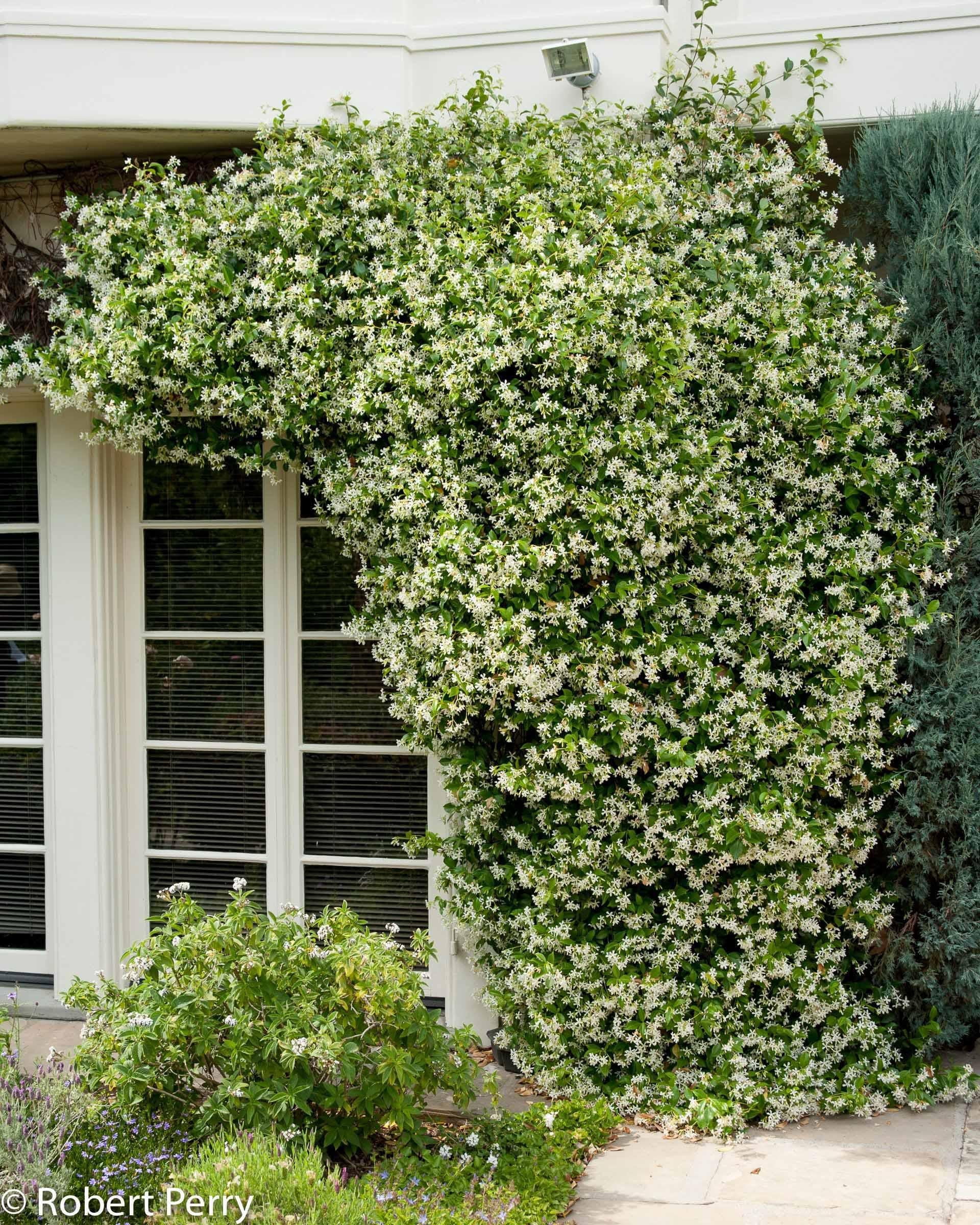 Star Jasmine&ndash;Fragrant Evergreen Vine  6" Pot