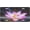 Brass, variant on Illustration Pink Lotus License Plate, Aluminum Decorative Front Plate, Car Decor, 6 x 12 in
