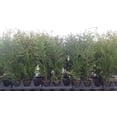 thumbnail image 2 of Thuja Green Giant Arborvitae Lot of 8, Quart Pot, "Huge" Great Size 30 - 36++ inches Tall, 2 of 8