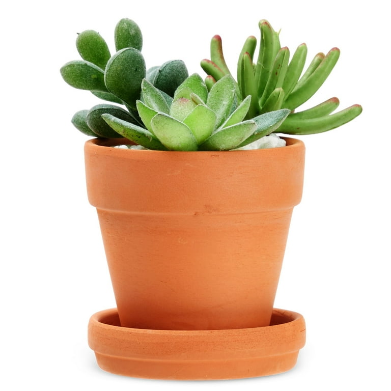T4U 1.5 Inch Terracotta Pots Pack of 20 - Mini Clay Pot with Drainage Hole  for Tiny Cactus Herb lithop, Small Succulent Planter Nursery Plant Pot for
