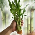 thumbnail image 5 of Lucky Indoor Bamboo - Live Plants - Ships Bare Root - 10-Pack of 4 Inch Straight Stalks - Air Purifying Feng-Shui Zen Garden Houseplants, 5 of 5