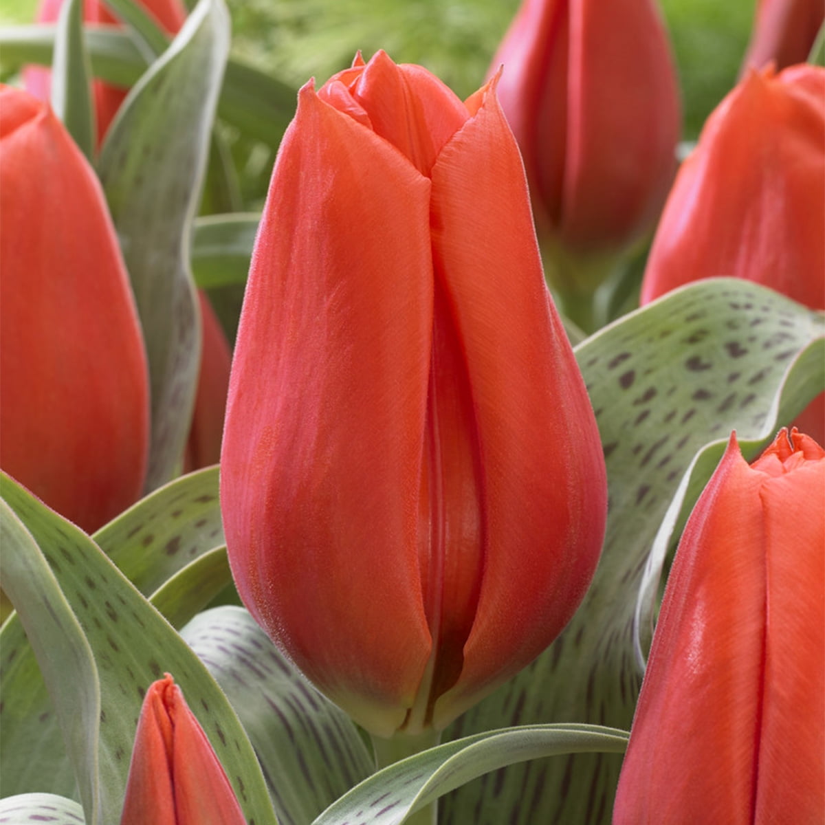 Van Zyverden Tulips Giant Orange Sunrise Set of 10 Bulbs Orange Full Sun