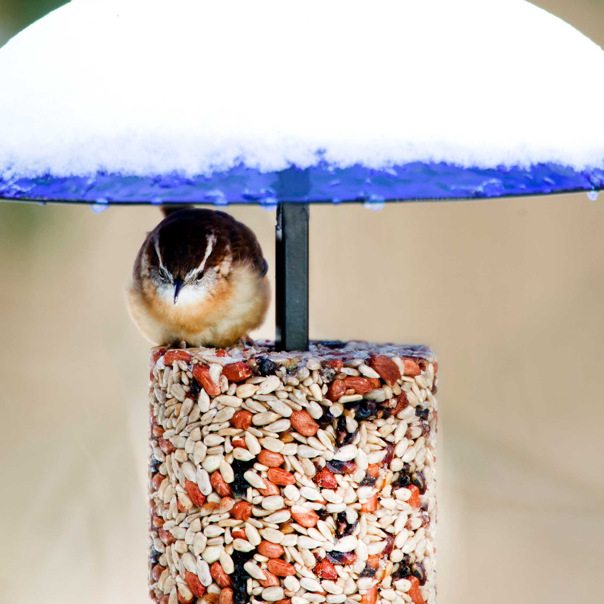 Mosaic Birds 360 Degree Petite Seed Cylinder Bird Feeder, Hanging Glass Dome Feeder for Outdoors, Cobalt Blue, 11 Inch