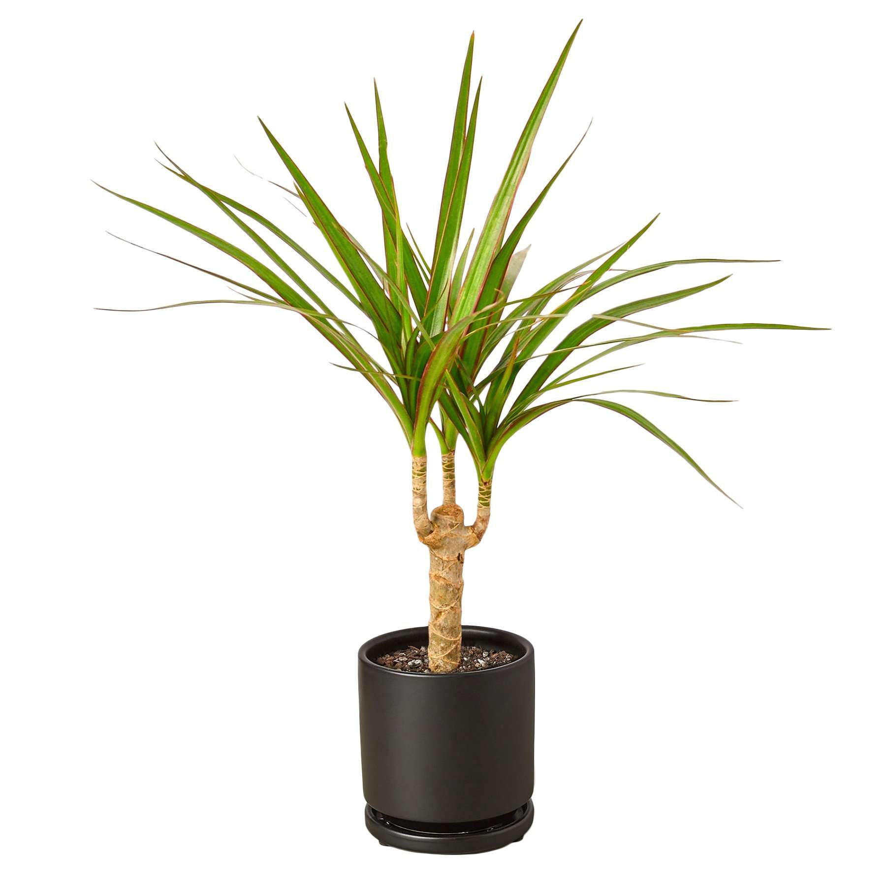 Thirsty Leaves Dracaena Marginata Cane Plant - Thumbnail 2