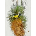 thumbnail image 2 of Vest, Chris 19x24 Black Ornate Wood Framed with Double Matting Museum Art Print Titled - Avian Tropics II, 2 of 4