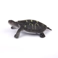 thumbnail image 4 of Juego de 8 Piezas de Tortuga de Plástico Sunnimix Modelo de tortuga, 4 of 8