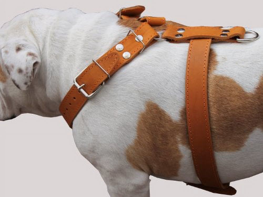 Tan Genuine Leather Dog Harness, Large to XLarge. 35"-39" Chest, 1.5" Wide Straps, Great Dane Cane Corso