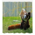 thumbnail image 3 of Ambesonne Panda Shower Curtain, Wild Animal on the Meadow, 69"Wx75"L, Brown and Red, 3 of 5