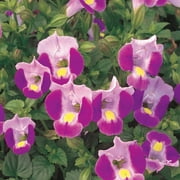 Proven Winners, Outdoor, Live Plants, Pink, Torenia, 1.5PT, Each