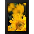 thumbnail image 2 of Berzel, Erin 17x24 Black Modern Framed Museum Art Print Titled - Yellow Sunflowers, 2 of 5