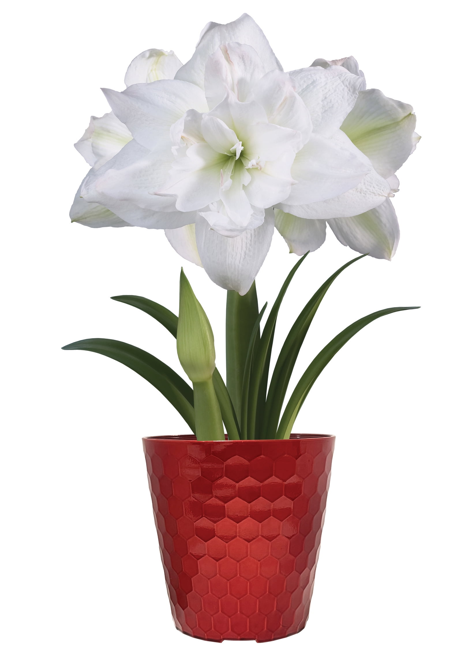 EuroBlooms Amaryllis Marquis, Prepotted Indoor Plants, Double White Blooms, Bright indoor light or filtered sunlight