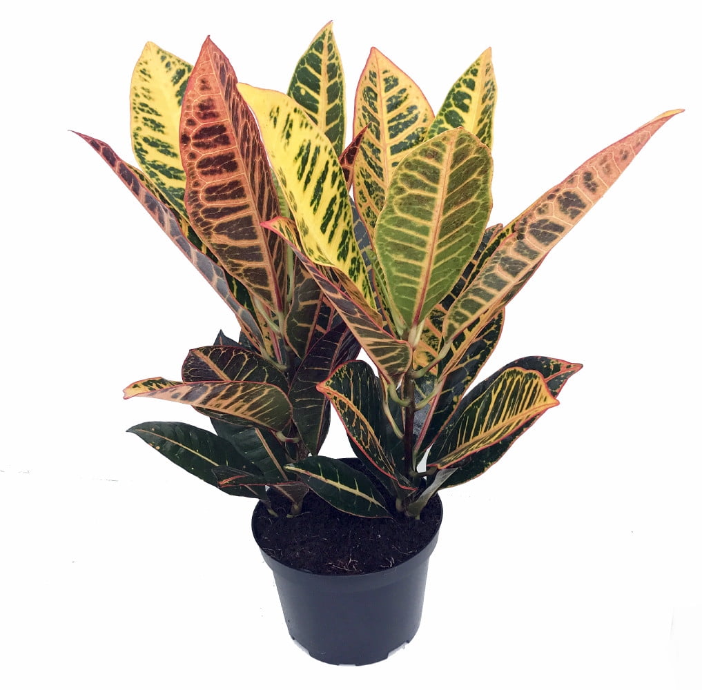 Colorful Croton 6" Pot Croton petra Easy to Grow House Plant