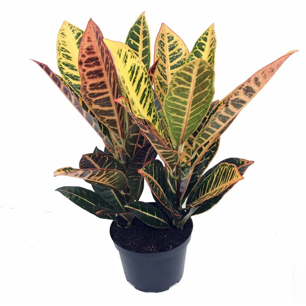 Colorful Croton 6" Pot Croton petra Easy to Grow House Plant