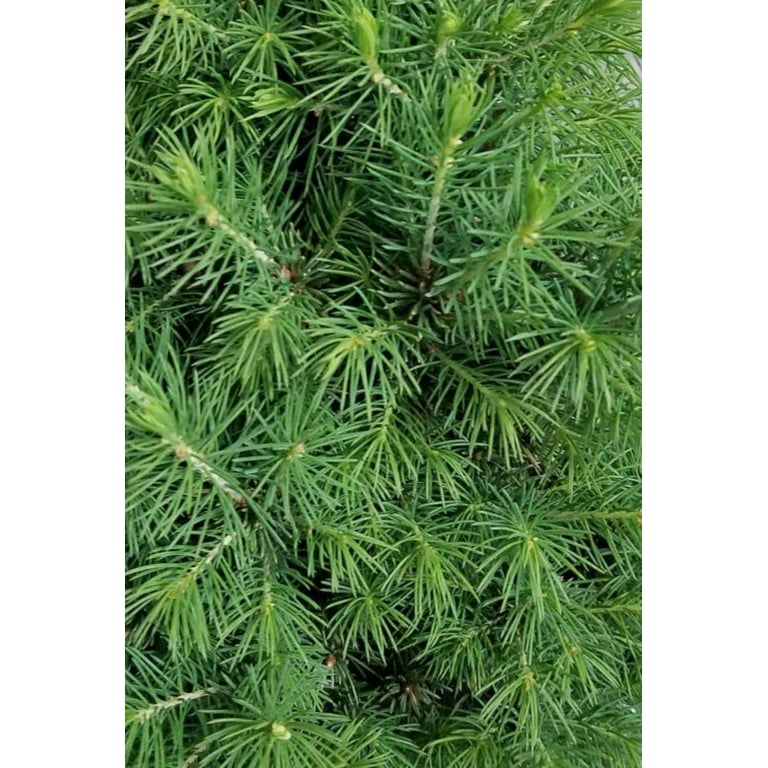 Expert Gardener Dwarf Alberta Spruce 1G Coniferous Evergreen