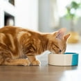 thumbnail image 6 of Purina Pro Plan Wet Kitten Cat Food Entree 3 Flavor 6 Can: (2) Salmon Ocean Whitefish, (2) Chicken & Liver, and (2) Ocean Whitefish Tuna (3 Ounces) MerlinsMart Zine + Catnip Toy, 6 of 9